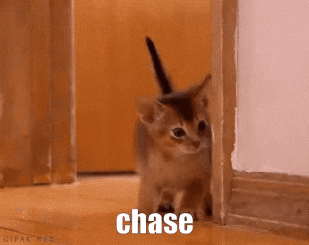 Chase Cat Cute Kitten Hiding GIF