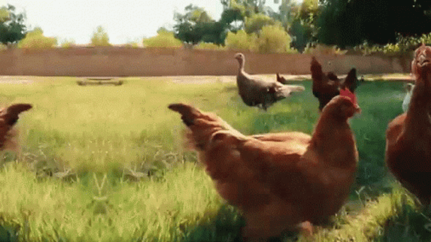 Chasing Chicken Run GIF