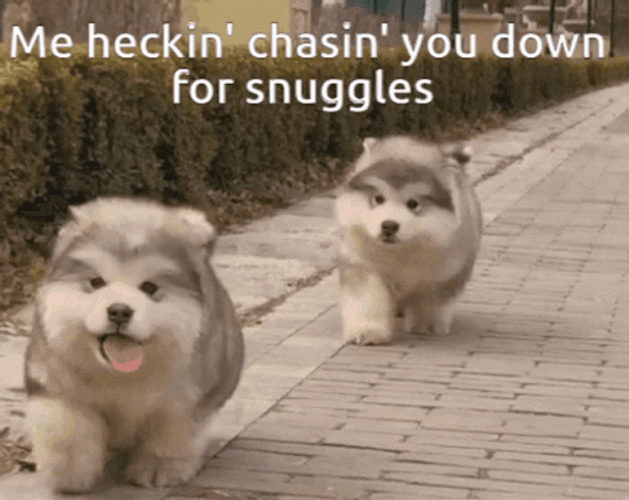 Chasing For Snuggles Puppies GIF