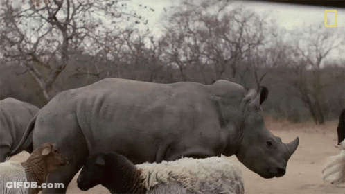Chasing Meet Six Rescued Rhinos That Survived Poaching GIF