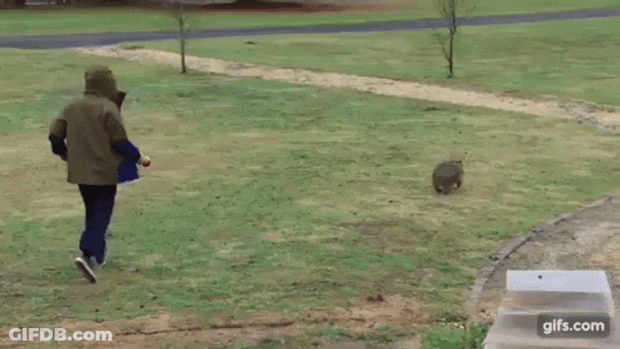 Chasing GIF