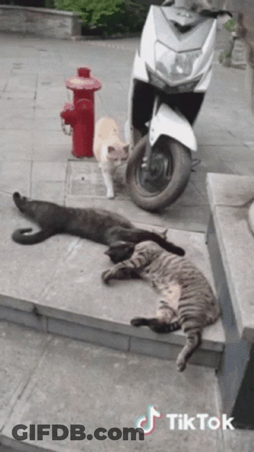Cheater Cat Caught On Streets GIF