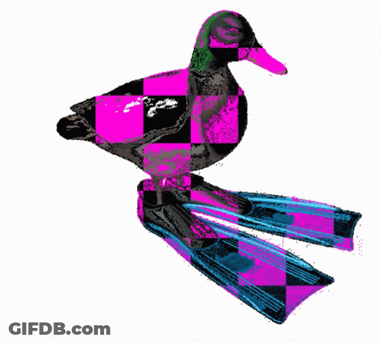 Checkered Duck Spinning GIF