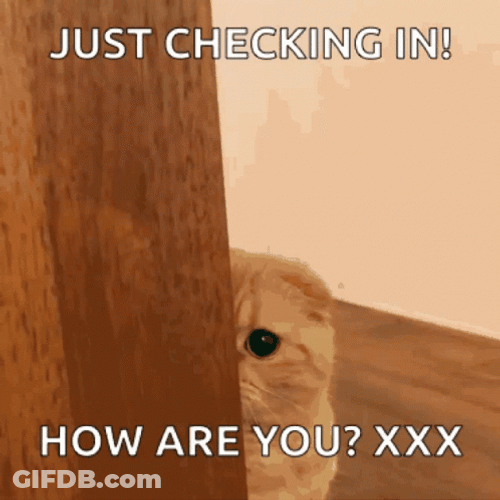 Checking In How Are You Cat GIF