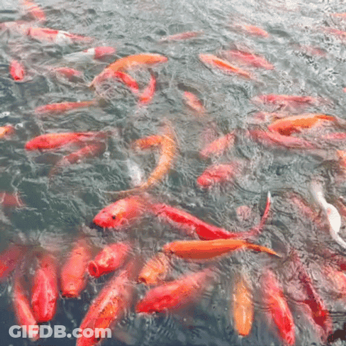 Cheerful Koi Fish School GIF