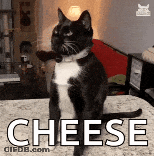 Cheese Challenge Cat GIF