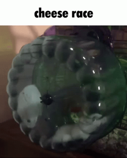 Cheese Race  Meme GIF