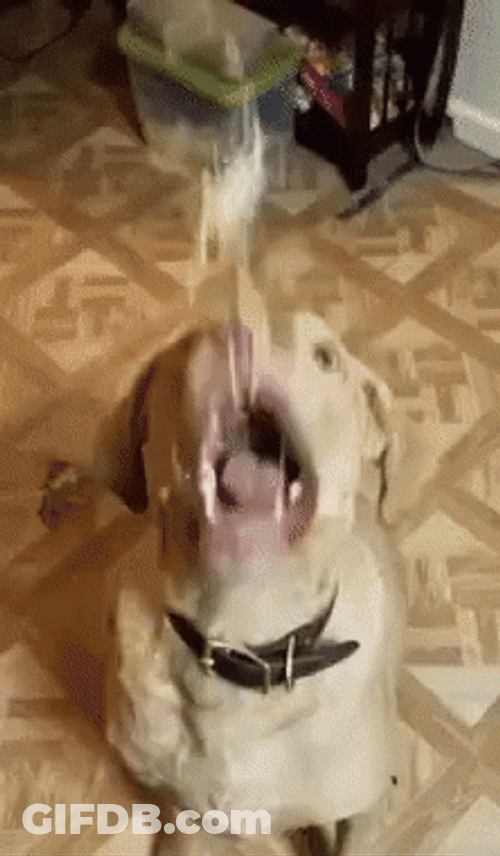 Cheese Rain Dog Eating GIF
