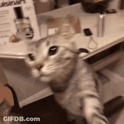 Cheese Slap Cute Cat GIF