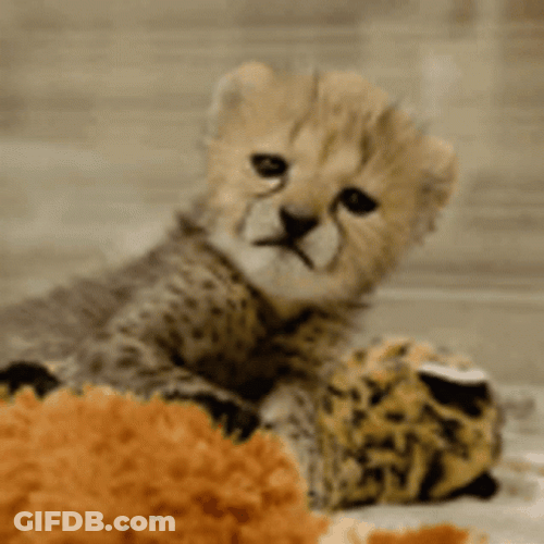 Cheetah Baby Cub Licking GIF