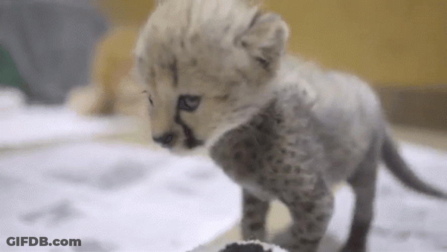 Cheetah Baby Cub Soccer Ball GIF