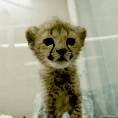 Cheetah Cub Baby Cute Ears GIF