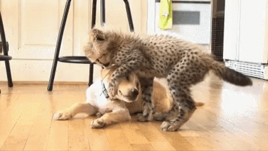 Cheetah Cub Baby Playing With Dog GIF