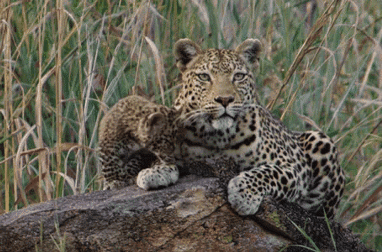 Cheetah Cub Snuggles Mother GIF