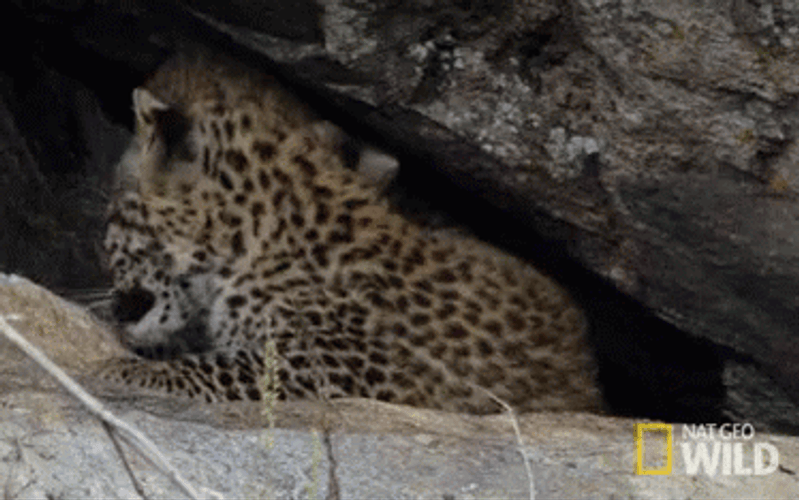 Cheetah Cubs Playing GIF