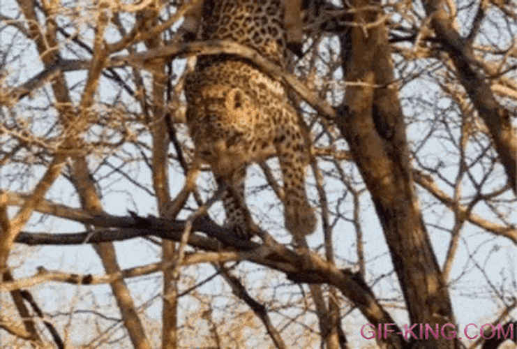 Cheetah Falls From Tree GIF