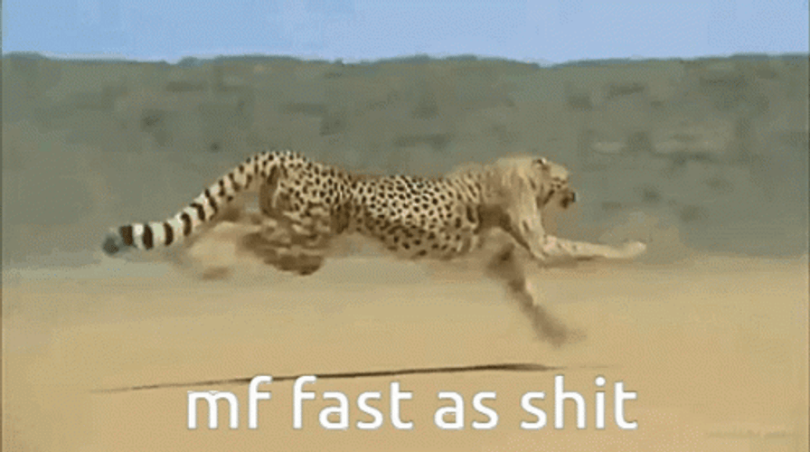 Cheetah Fast Speed Fast As Shit Run GIF