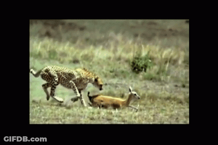 Cheetah Grabs Gazelle Slow Motion GIF