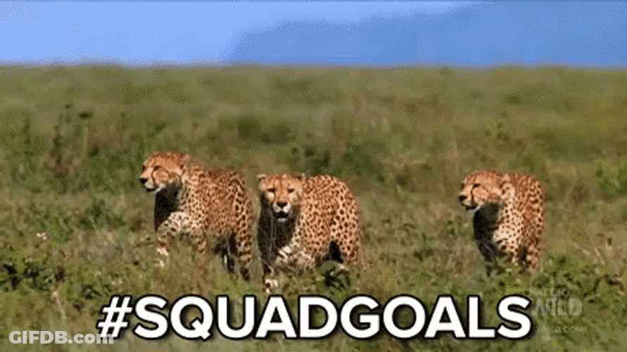 Cheetah Hunting Together #Squadgoals GIF