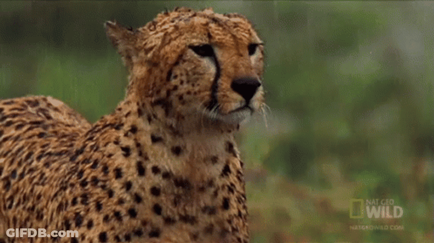 Cheetah In The Rain GIF