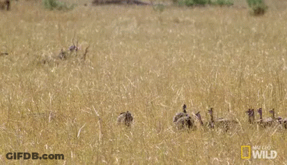 Cheetah Jumping While Giraffe Looks On GIF