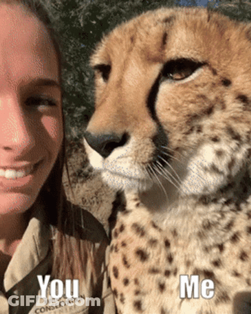 Cheetah Kiss Licking Human GIF