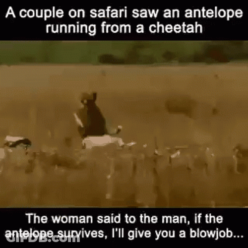 Cheetah Running And Hunting Antelope GIF