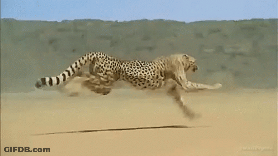 Cheetah Running At Fastest Speed GIF