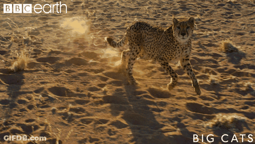 Cheetah Running Claws GIF