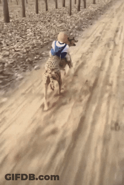 Cheetah Running Fast With A Baby GIF
