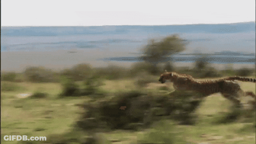 Cheetah Running Faster At The Forest GIF