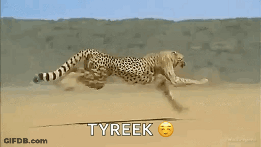Cheetah Running Faster GIF