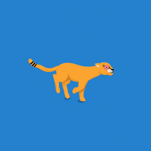 Cheetah Running With Blue Screen Background GIF
