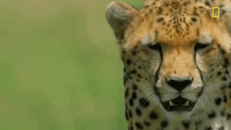 Cheetah Shaking Head GIF