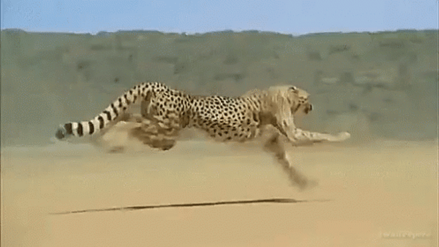 Cheetah Sprinting Desert Sands GIF