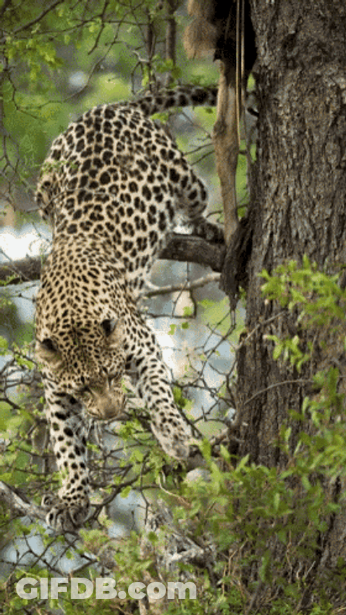 Cheetah Tree Climbing GIF