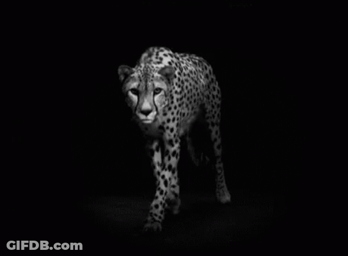 Cheetah Walking Black And White GIF