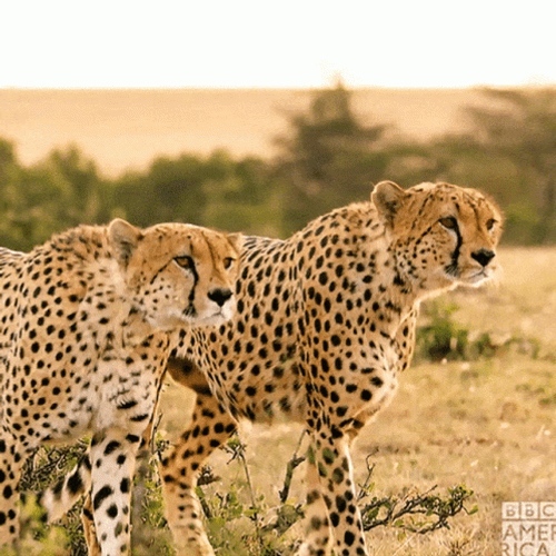 Cheetahs Hunting Together Stalking GIF