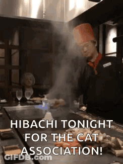 Chef Cooking Hibachi Tonight For Cat Association GIF