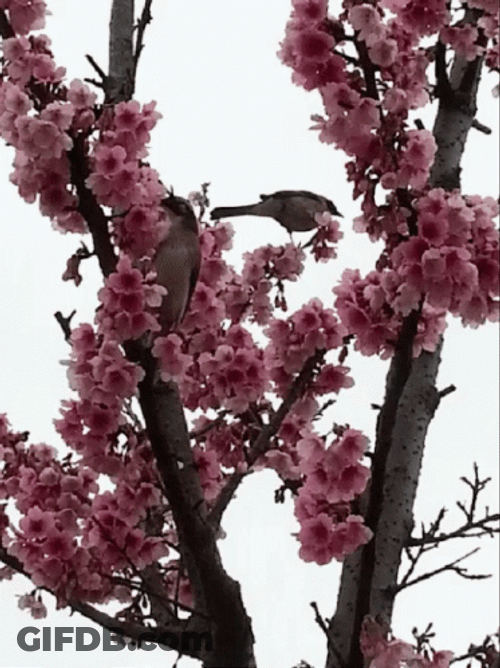 Cherry Blossom Birds Perching GIF