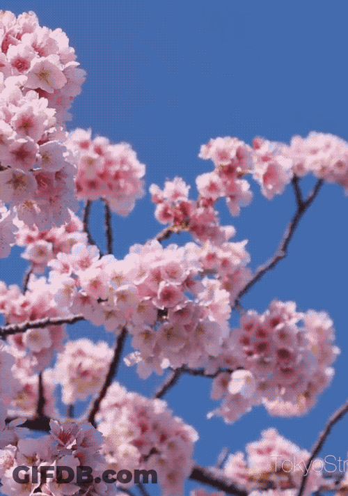 Cherry Blossom Blue Sky Mobile GIF