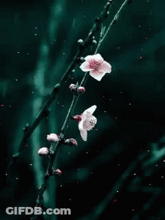 Cherry Blossom Branch With Pink Flowers GIF