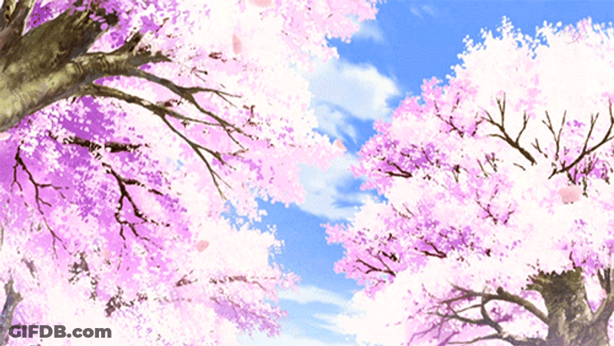 Cherry Blossom Bright Day GIF