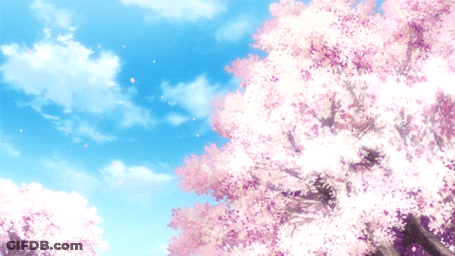 Cherry Blossom Bright Daylight GIF