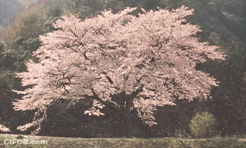 Cherry Blossom Cha No Aji GIF