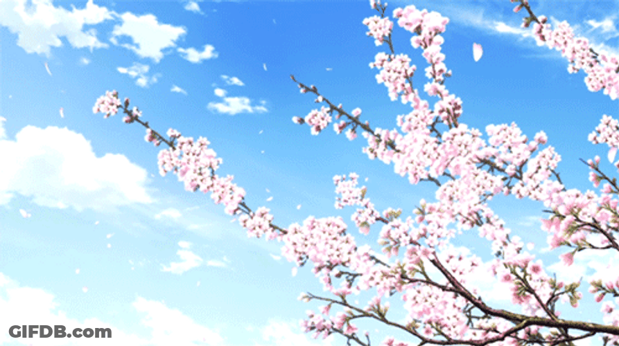 Cherry Blossom Clear Skies GIF