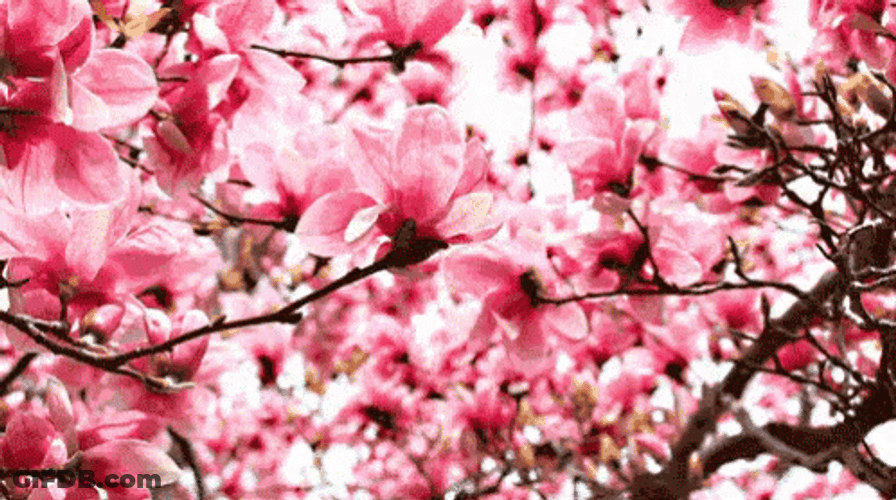 Cherry Blossom Flowers Bright Pink GIF
