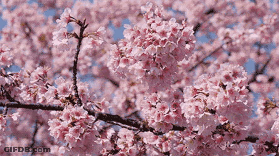 Cherry Blossom Fresh Pink GIF