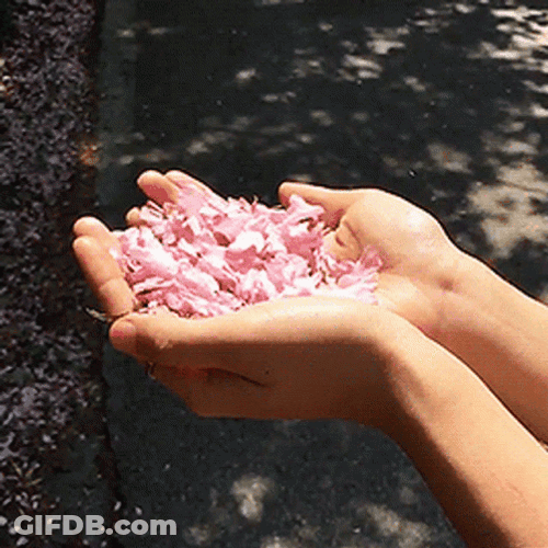 Cherry Blossom Hand Cupping GIF
