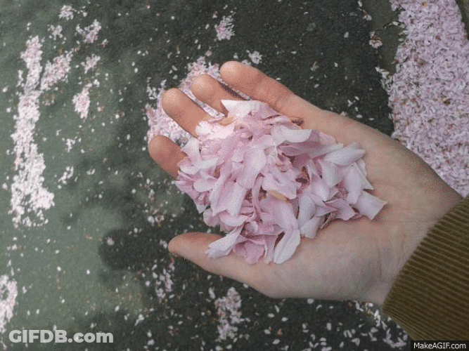 Cherry Blossom Petals Handful GIF